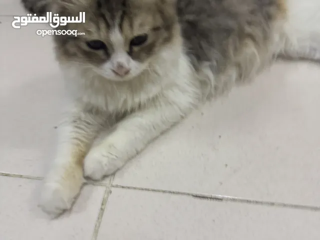 Can be negotiated only benefit or cash thank you