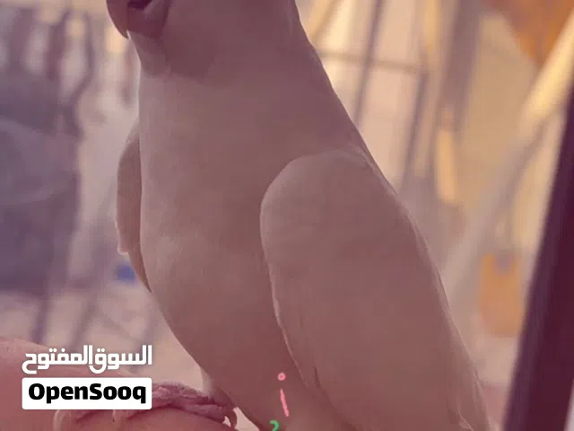 ذكر كوكتيل ألبينو الوصف مهم