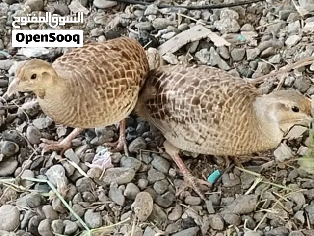 مطلوب اناث صفارد باكستاني جاهز للإنتاج