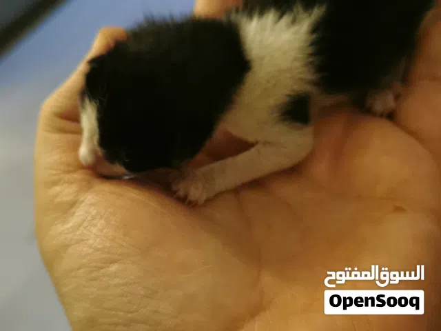 عاجل انقاذ كيتين بعمر ايام ولسها ما فتحت عيونها