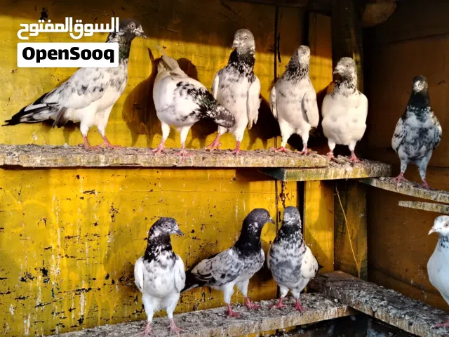 حمام بكستاني مطيار