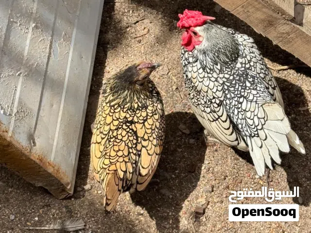 دجاج اسباني حب الرمان