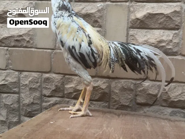ديج تايلندي