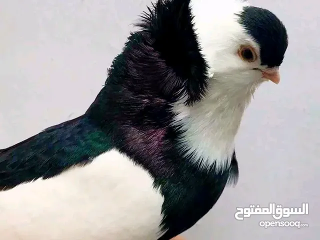 مطلوب حمام عبسي