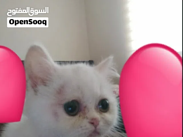 قطة سكوتش ستريت