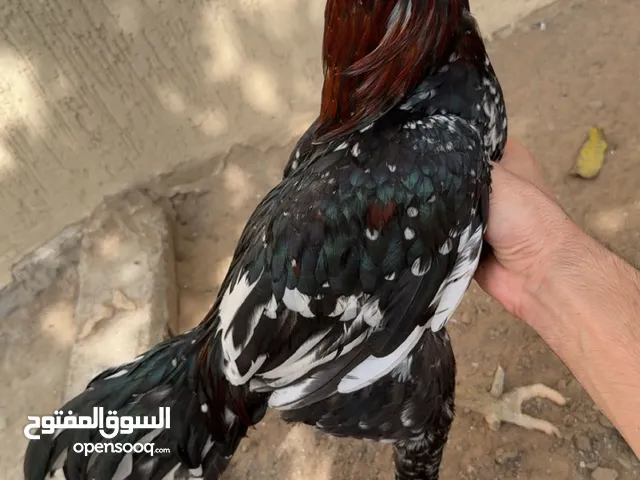 ديك شانقرا و 3 دجاج شامو