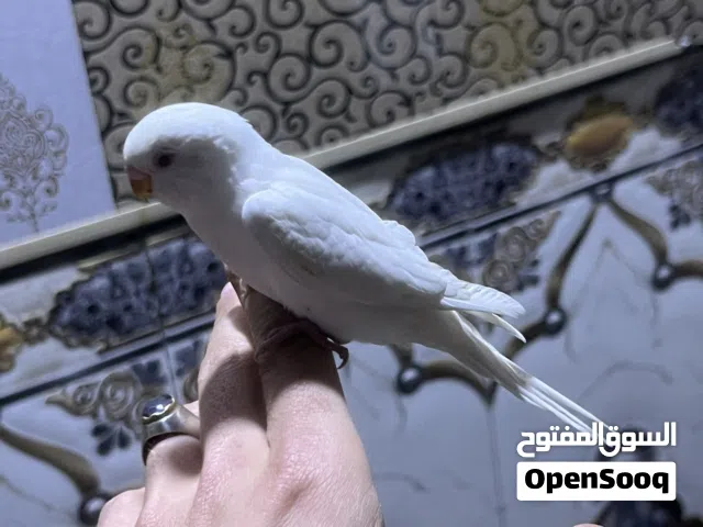 سلام عليكم طيور حب أليفات