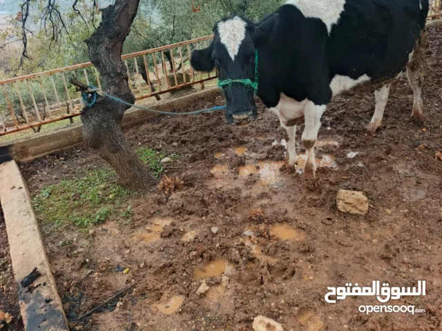 بقره لحم للبيع