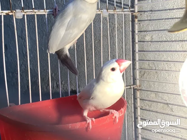 متاح اقرة الوصف مهم