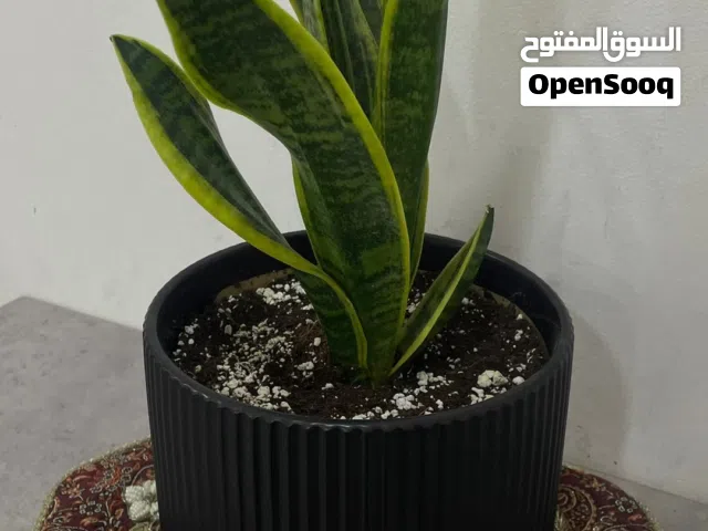 نبتة جلد النمر