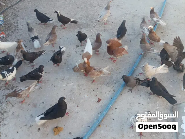 حمام مشكل صحة ونظافة