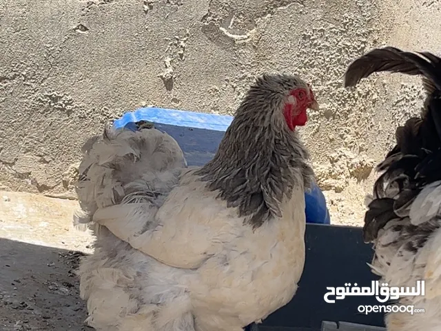جوز براهمه جاجه وديك شغالات للبيع