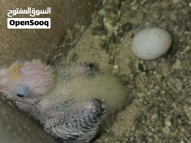 فرخ كوكتيل جاهز للزق عمره 13 يوم تقريبا ابو بقري وامه ايزابيل بعد انت وحضك بهيج عمر مايبين