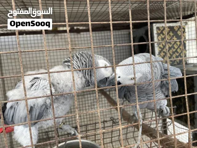 زوج ببغاء الرمادي الافريقي كاسكو عمرهم فوق 8 سنوات
