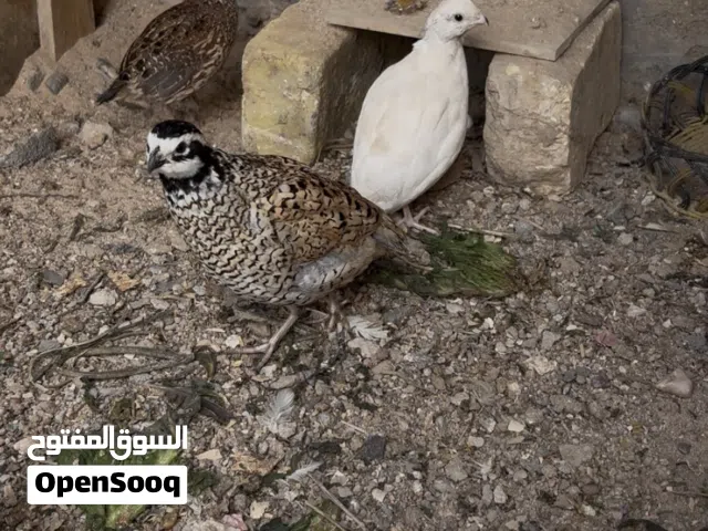 حجل او بوب وايت سيت نثايه ثنين وفحل وجواهن بيض