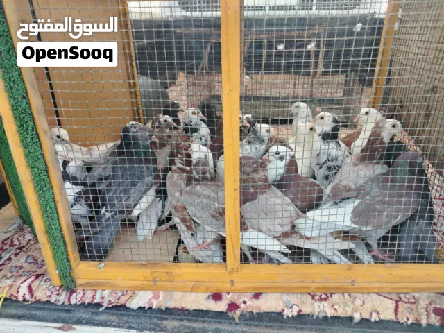 مطلوب حقم بشكل عاجل بسعر اقل من سوق