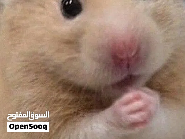 للبيع مجموعة هامسترات مع الأقفاص
