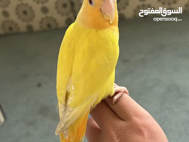 للبيع روز او لوفبيرد ربوه