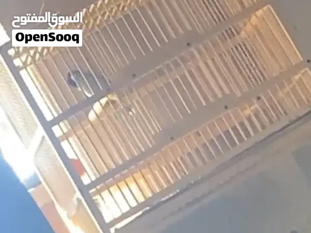 بلبل وحشي طايح مال البصره