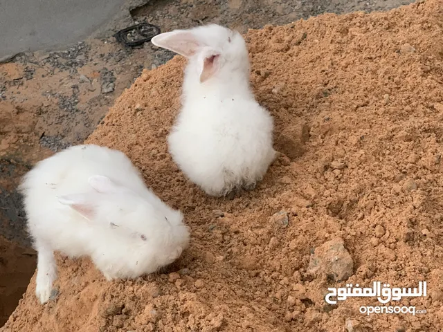 ارانب انقوره للبيع