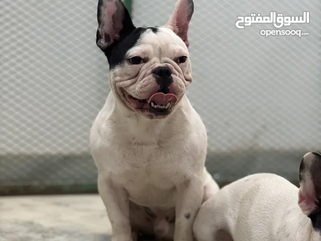 فرنش بول دوج