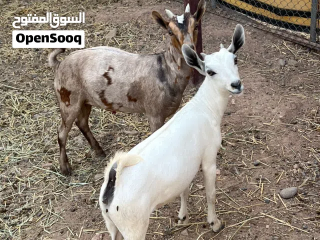 شاه صلاله مع صخله وجدي
