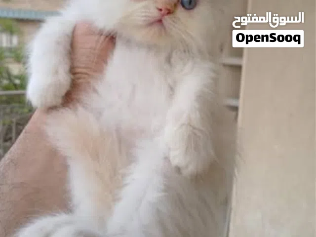 قطقوطه بنوته نوع عالي