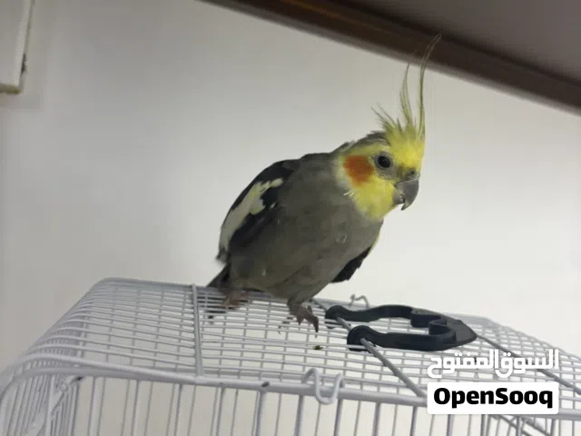 طير كوكتيل أليف ذكر مروض ومدرب للبيع