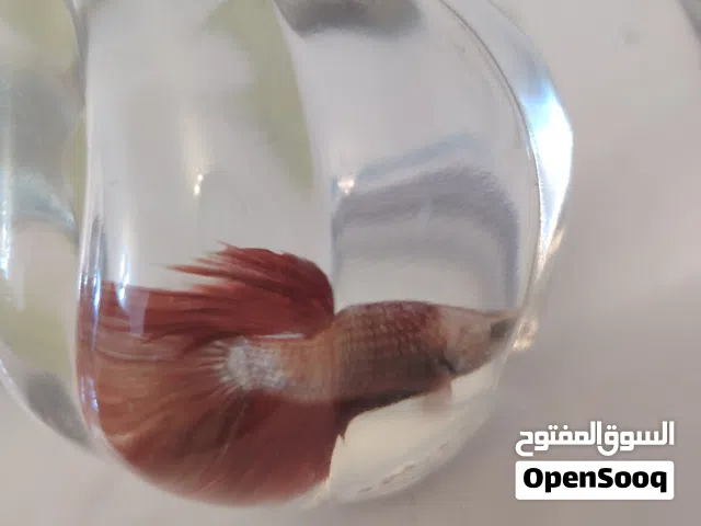 سمجه زينه ا