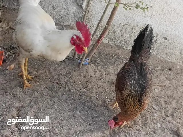 ديج ودجاجه عرب اصل