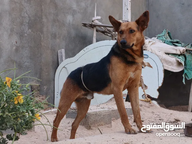 كلب للبيع حاجه سمحه السعر ساوم
