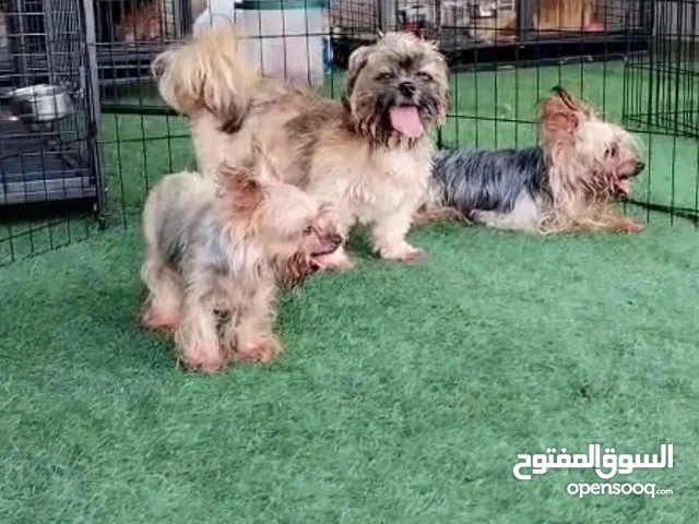 كلاب نوع يوركشاير