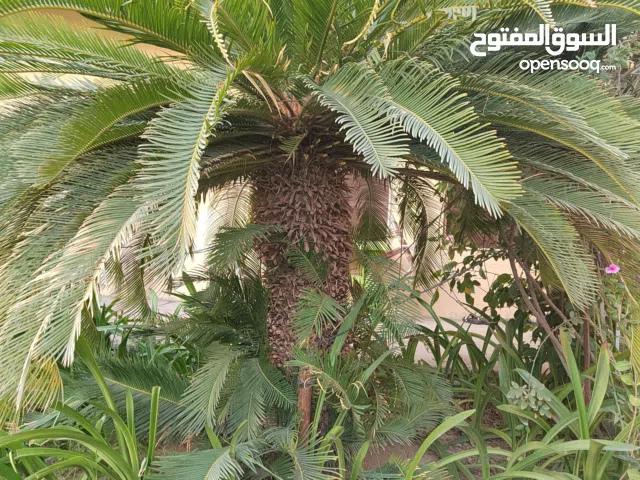 سايكس حجم كبير معمرة مع فسايل للبيع