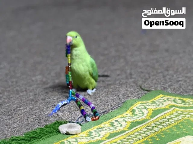 طير دره هندي اليف