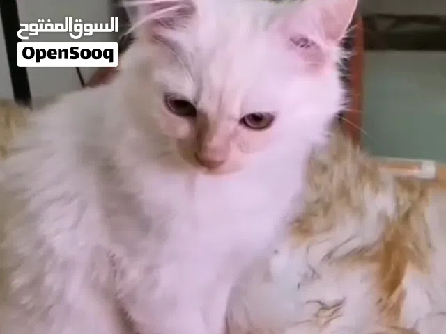 قط ذكر شيرازي العمر 5 شهور للبيع السباب سفر