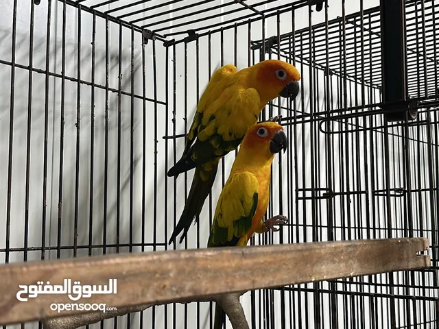 أنثى كنيور مون