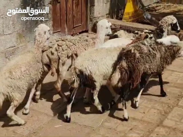 هوش صلالة يمني تحجين