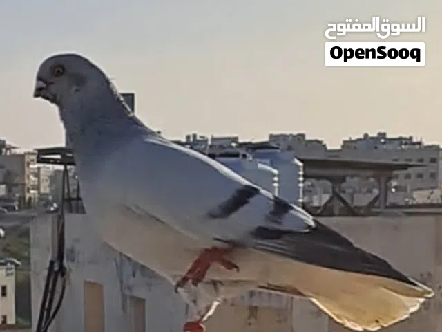 ست حمامات الكوم 60دينار