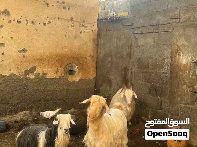 أغنام للبيع
