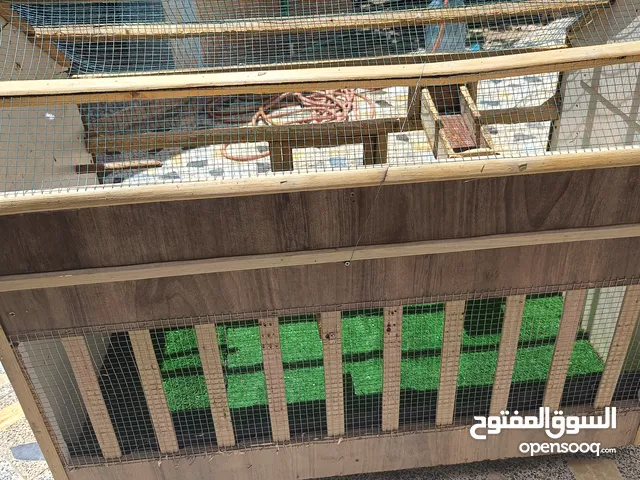 قفص طيور زينة للبيع