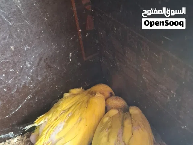 فروخ متو للبيع صفران
