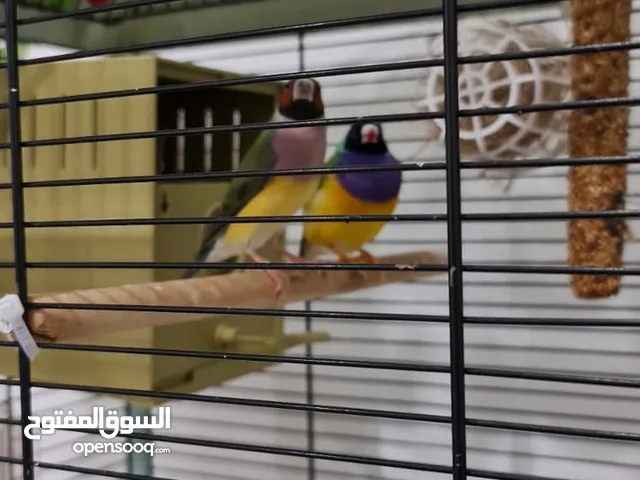 A colorful ang vibrant color of gouldian finches. These is a proven breeding pair