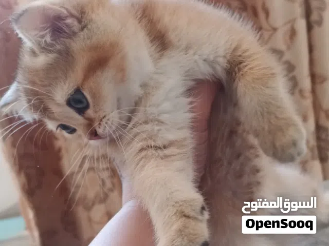 سكوتش ستريت بيور