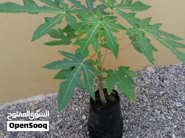 شجرة فيفاي وشجرتين  زيتون وشجرتين تين احمر. بسعر 10 ريال. رقم التواصل