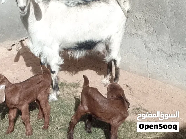 عنز هجين فرنساوي السن اول جمع متاومه 2عنايق