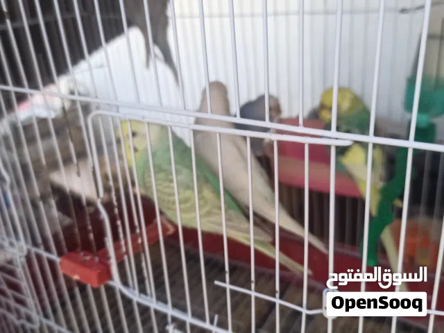 كوبيتان بقلينو