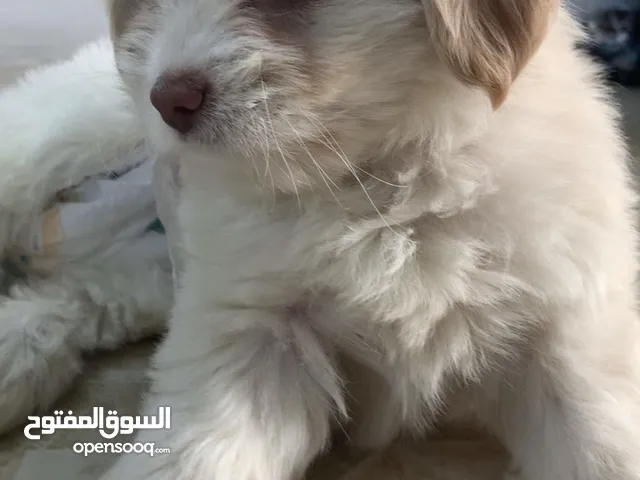 كلبه جولدن ريتريفر