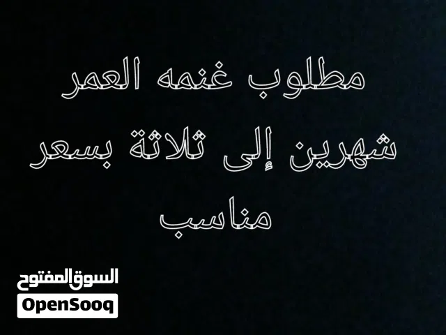 مطلوب غنمه بسعر مناسب