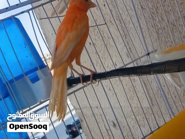جوز الفحل احمر  الطيره جزري غامق