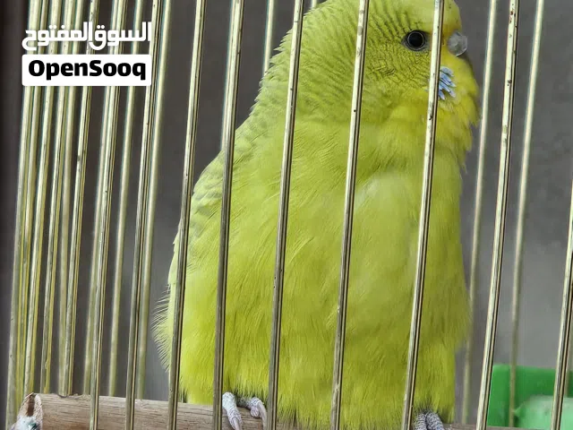 جوز بادجي طيور الحب بالصلاة على النبي شغال للأنتاج